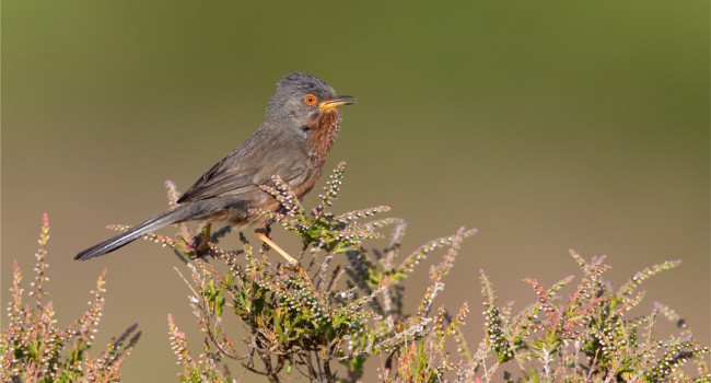 Dartford Warbler, by Liz Cutting / BTO Dartford Warbler, by Liz Cutting / BTO