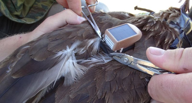 GPS-tagging a Greater Spotted Eagle by Valery Dombrovski GPS-tagging a Greater Spotted Eagle by Valery Dombrovski