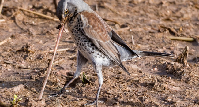 Fieldfare, Philip Croft Fieldfare, Philip Croft