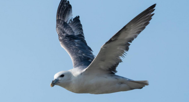 Fulmar. Philip Croft Fulmar. Philip Croft