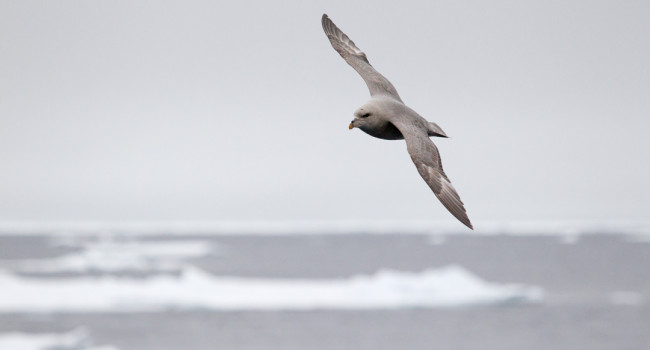 Fulmar, by Edmund Fellowes / BTO Fulmar, by Edmund Fellowes / BTO