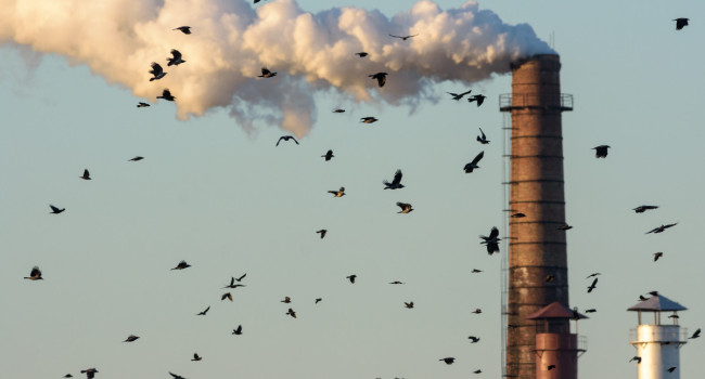 Birds and chimney, Gallinago Media/Adobe Stock Birds and chimney, Gallinago Media/Adobe Stock