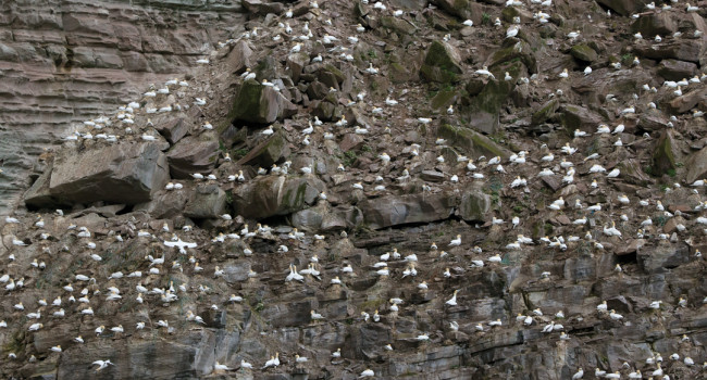 Gannet colony, by Edmund Fellowes / BTO Gannet colony, by Edmund Fellowes / BTO