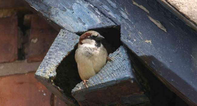 House Sparrow, John Harding House Sparrow, John Harding