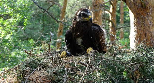 Juvenile Greater Spotted Eagle in the nest. Valery Dombrovski Juvenile Greater Spotted Eagle in the nest