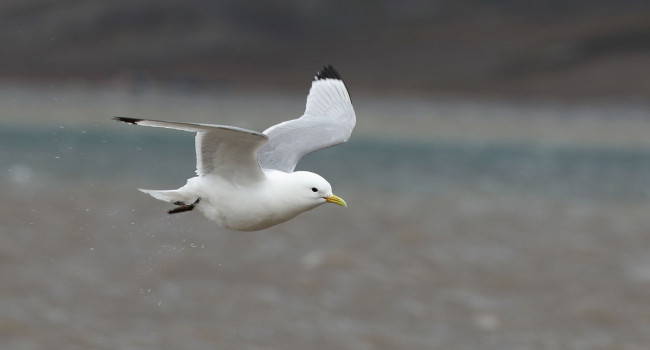 Kittiwake. Liz Cutting
