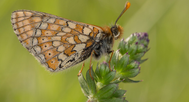 Marsh Fritillary butterfly by Liz Cutting BTO Marsh Fritillary butterfly by Liz Cutting BTO
