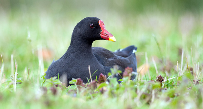 Moorhen. Sarah Kelman
