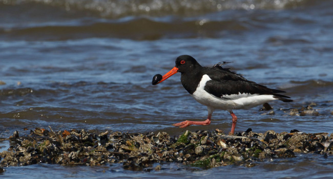 Oystercatcher feeding along the shoreline Oystercatcher feeding along the shoreline