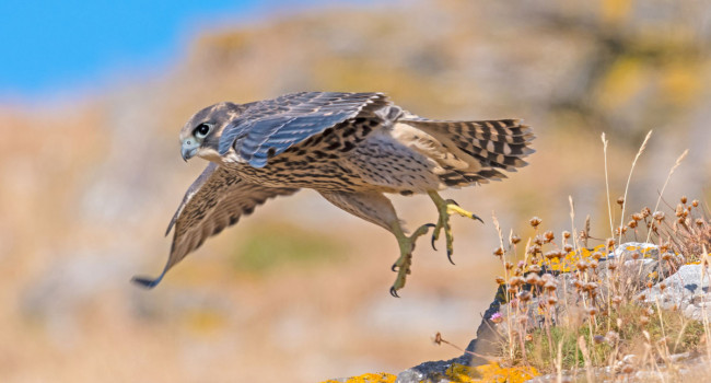 Peregrine. Philip Croft Peregrine. Philip Croft