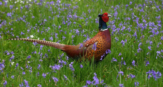 Pheasant. Jill Pakenham. Pheasant. Jill Pakenham.