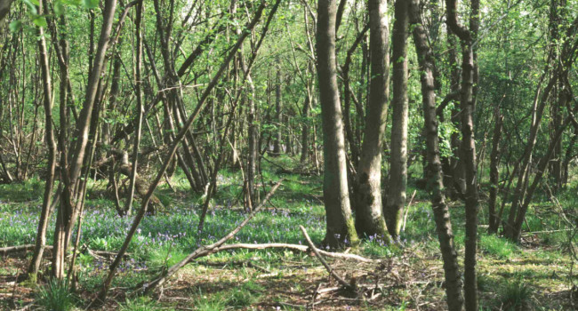Rushbeds Woods by Rob Fuller Rushbeds Woods by Rob Fuller