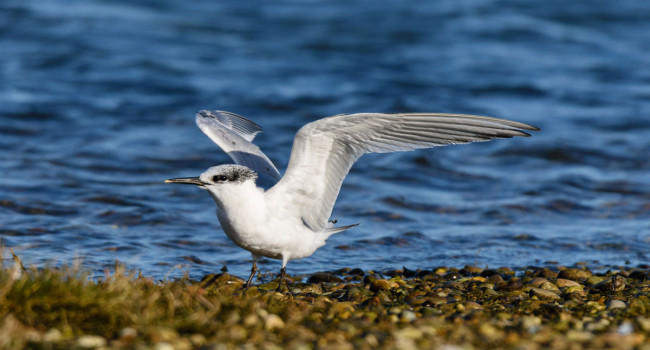 Sandwich Tern. Philip Croft. Sandwich Tern. Philip Croft.