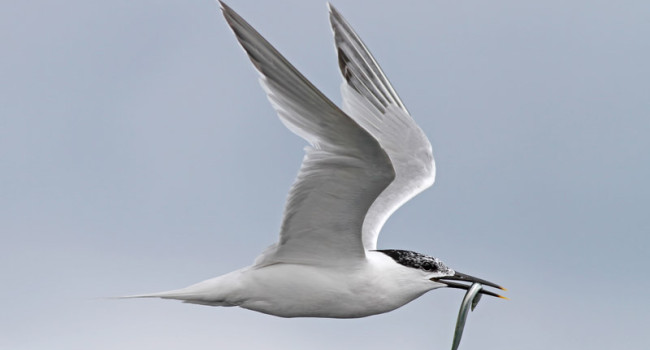 Sandwich Tern. Dennis Atherton / BTO Sandwich Tern. Dennis Atherton / BTO