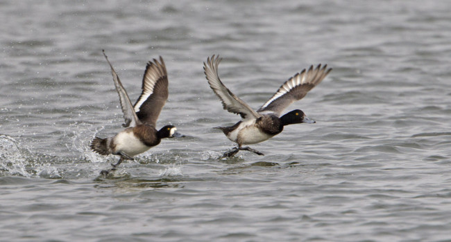 Scaup. Graham Catley