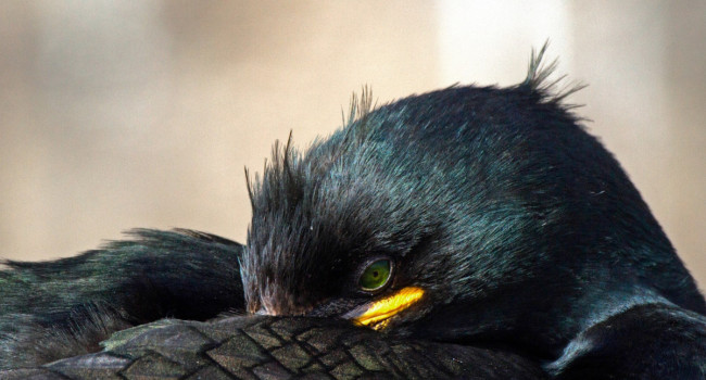 Shag. John Harding / BTO Shag. John Harding / BTO