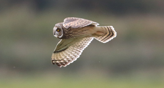 Short-eared Owl in flight, by Liz Cutting / BTO Short-eared Owl in flight, by Liz Cutting / BTO