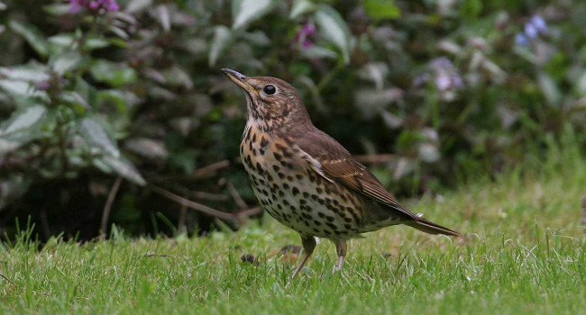 Song Thrush. Jill Pakenham. Song Thrush. Jill Pakenham.