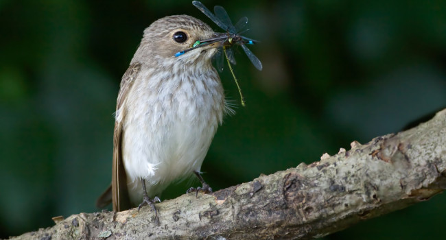 Spotted Flycatcher with Damselflies. Liz Cutting / BTO Spotted Flycatcher with Damselflies. Liz Cutting / BTO