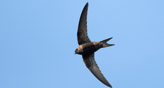 Swift. Philip Croft / BTO Swift. Philip Croft / BTO