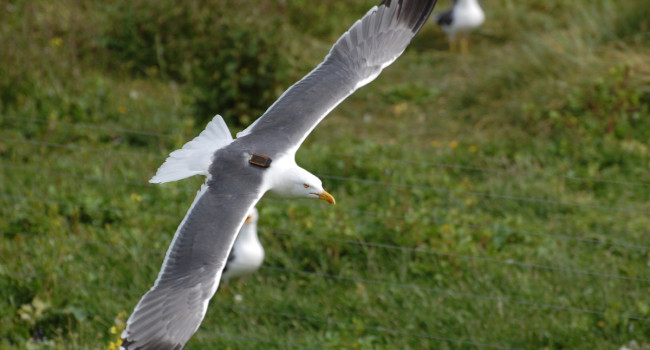 Tagged Lesser Black-backed Gull, Gary Clewley Tagged Lesser Black-backed Gull, Gary Clewley