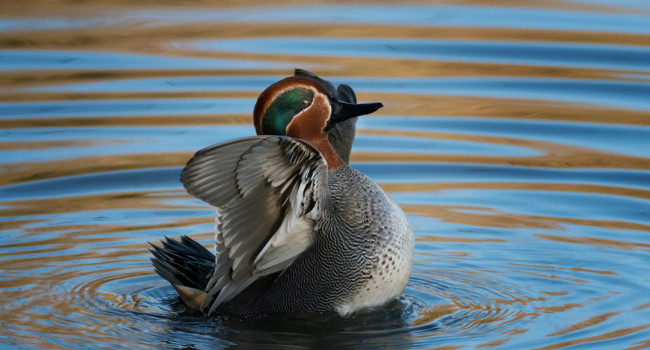 Teal, by Edmund Fellowes / BTO Teal, by Edmund Fellowes / BTO