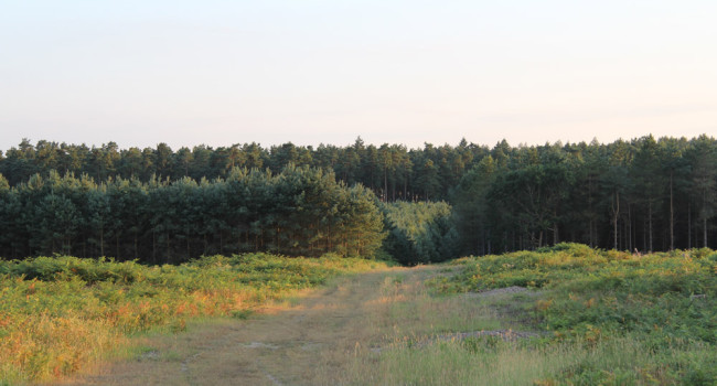 Thetford Forest. Mike Toms / BTO