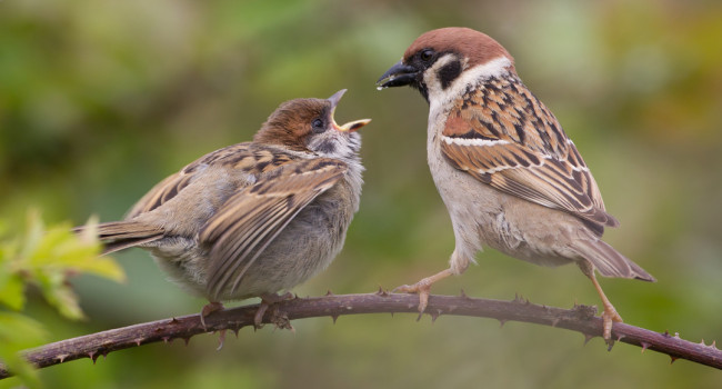 Tree Sparrow, by Liz Cutting / BTO Tree Sparrow, by Liz Cutting / BTO