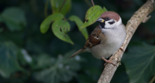 Tree Sparrow, by Liz Cutting / BTO
