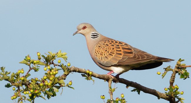 Turtle Dove, by Liz Cutting / BTO