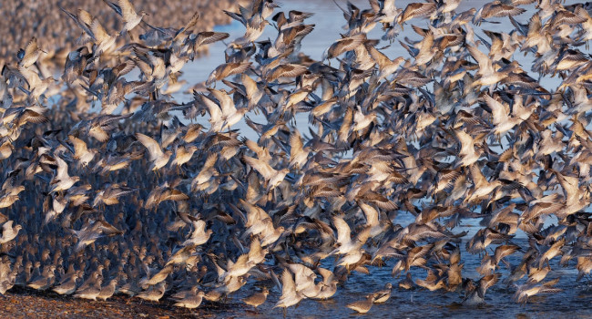 Knot flock, Liz Cutting/BTO Knot flock, Liz Cutting/BTO
