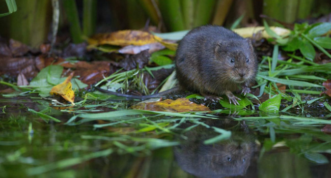 Water Vole. Liz Cutting Water Vole. Liz Cutting