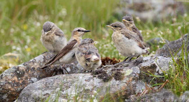 Wheatear and chicks Edmund Fellowes / BTO