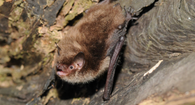 Whiskered Bat by Jan Svetlik Whiskered Bat by Jan Svetlik