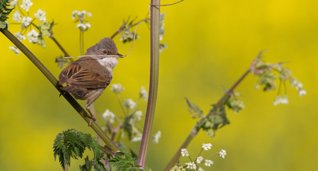 Whitethroat, by Liz Cutting / BTO Whitethroat, by Liz Cutting / BTO