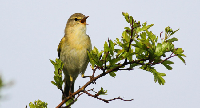 Willow Warbler. Allan Drewitt / BTO Willow Warbler. Allan Drewitt / BTO