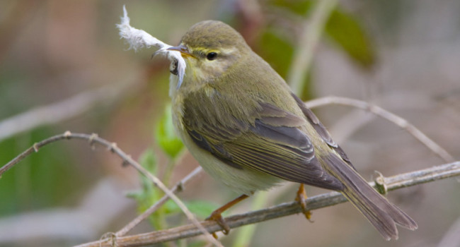 Willow Warbler. Chris Knights / BTO Willow Warbler. Chris Knights / BTO
