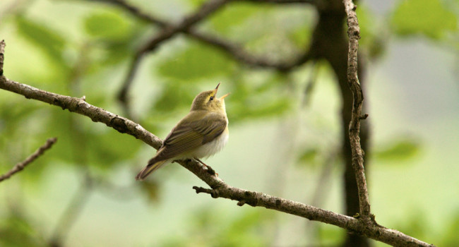 Wood Warbler. Graham Clarke / BTO Wood Warbler. Graham Clarke / BTO