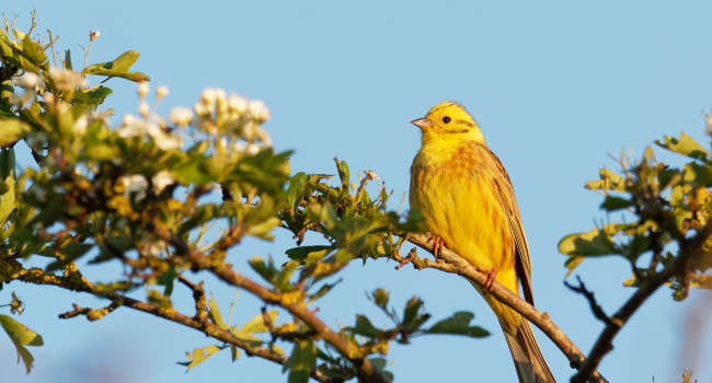 Yellowhammer, by Liz Cutting / BTO Yellowhammer, by Liz Cutting / BTO