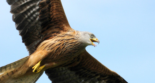 Red Kite. Amy Lewis / BTO Red Kite. Amy Lewis / BTO