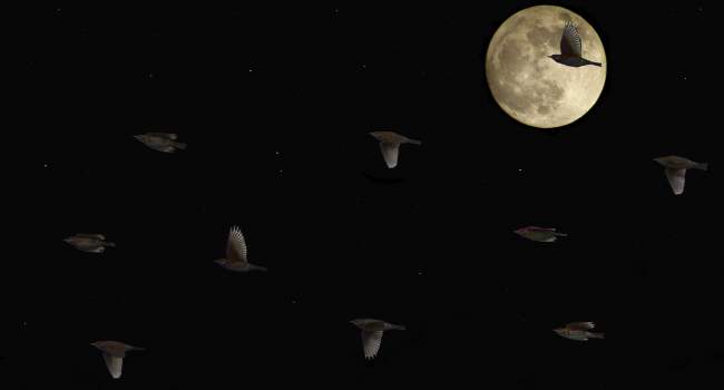 Redwings. Jonathan Heath Redwings. Jonathan Heath