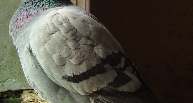 Rock Dove image from a trail camera. Will Smith Rock Dove image from a trail camera. Will Smith