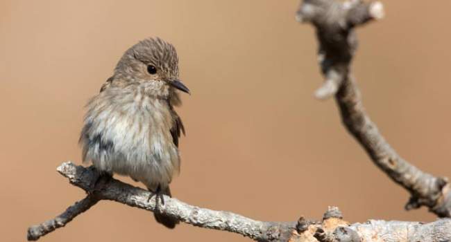 Spotted Flycatcher. Photograph by David Jefferson