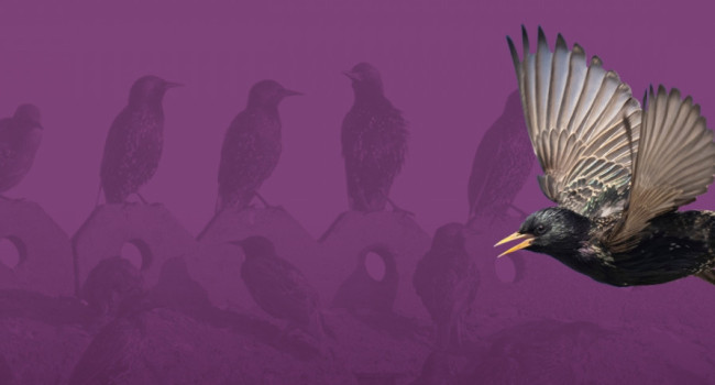 BTO Urban Appeal. Making space for birds