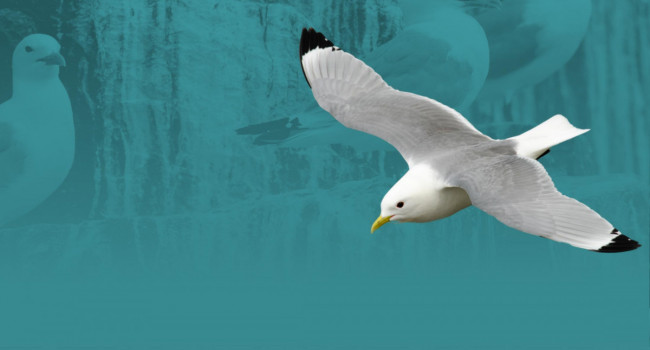 Kittiwake. Richard Jackson Kittiwake. Richard Jackson