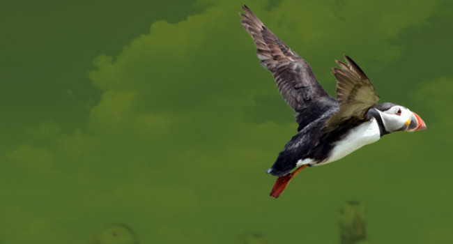 Puffin. Sarah Kelman