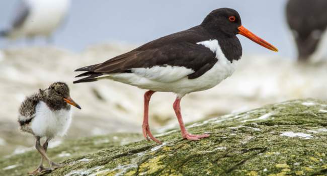 Oystercatcher. Brais Seara @ stock.adobe.com