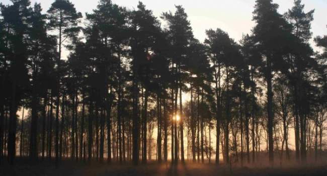 Conifer plantation. Photograph by Mike Toms.