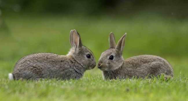 Rabbits, photograph by John Harding