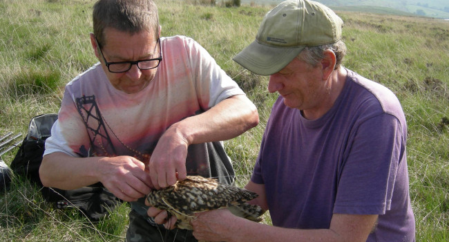 Short-eared Owl tagging. Chris Wernham Short-eared Owl tagging. Chris Wernham